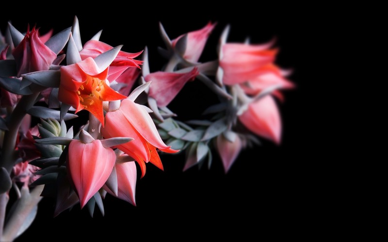 flowers, red flowers, plants, simple background
