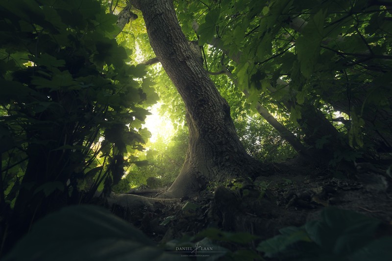 Daniel Laan, 500px, dark, nature, trees, forest