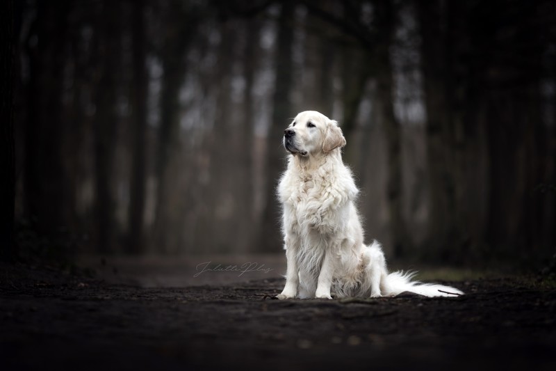 dark, animals, dog