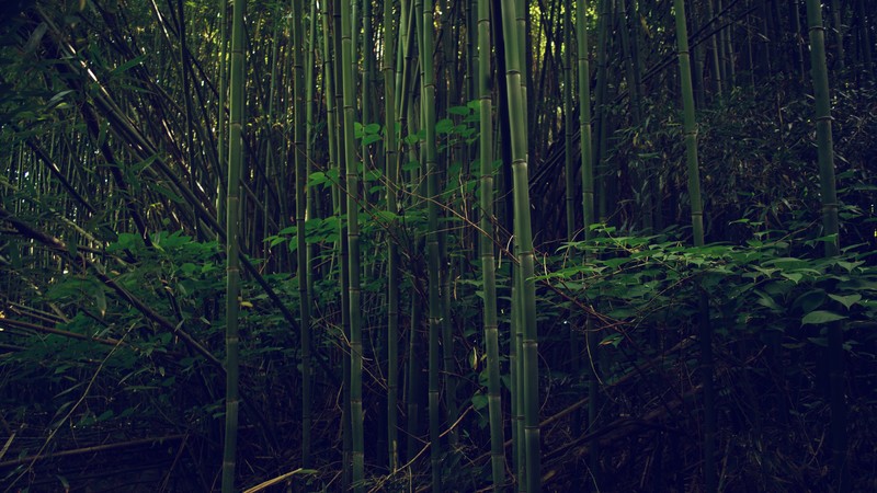 nature, outdoors, bamboo, forest
