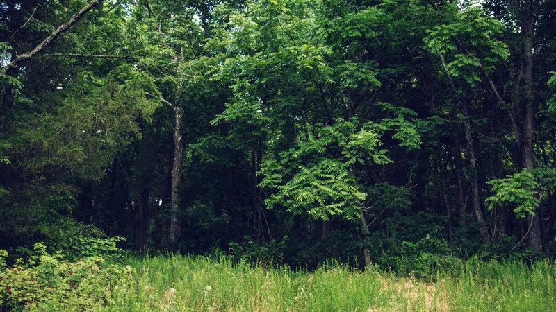 nature, outdoors, trees, field