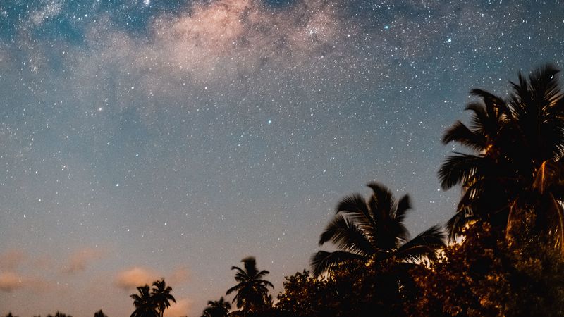 palm trees, starry sky, night, dark, trees, 4k