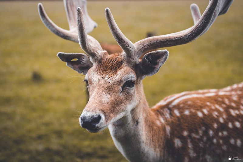 deer, animals, Canon