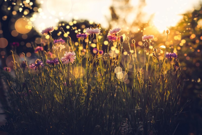 plants, flowers, nature, sunlight