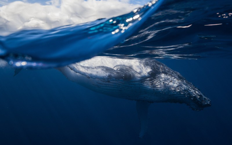 whale, animals, sea, underwater