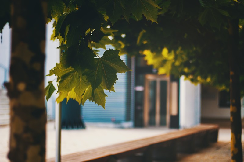 leaves, tree bark, trees, photography