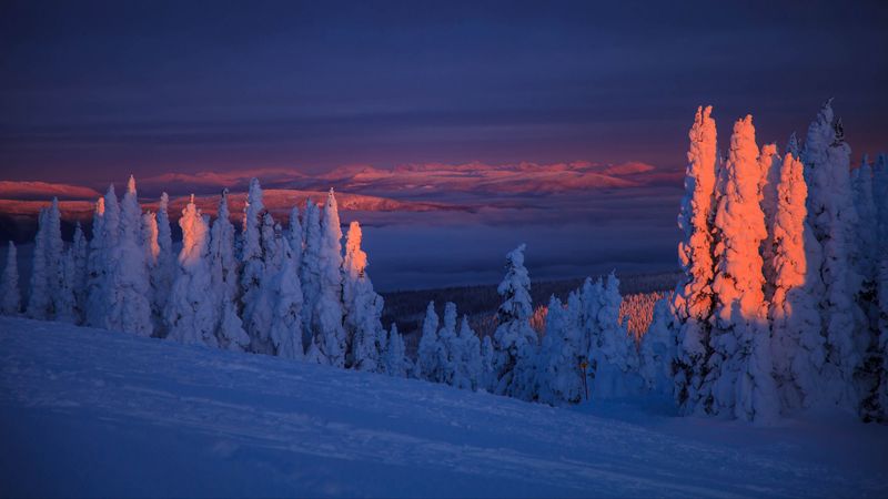 trees, snow, landscape, twilight, winter, snowy, 4k