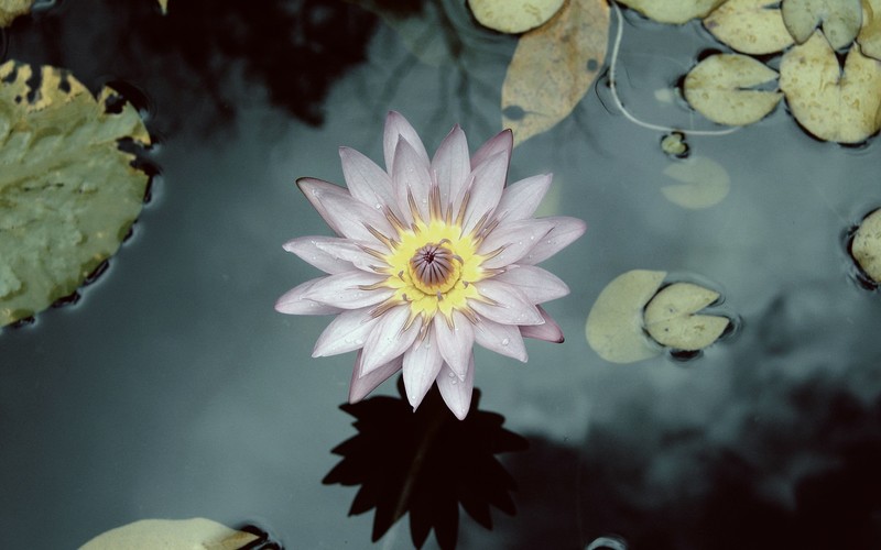 lotus flowers, water, plants, flowers, macro