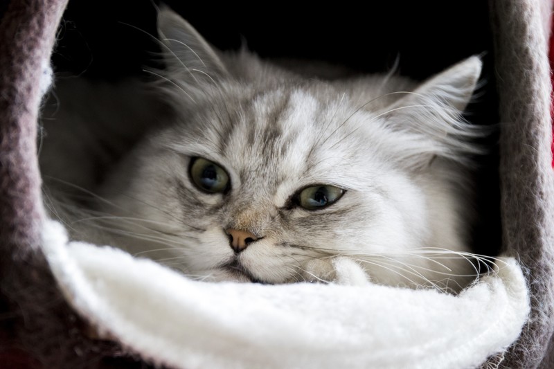 cats, animals, feline, fur