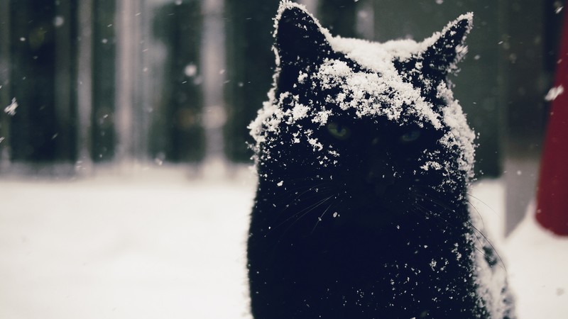 snow, snowdrops, cats, animals