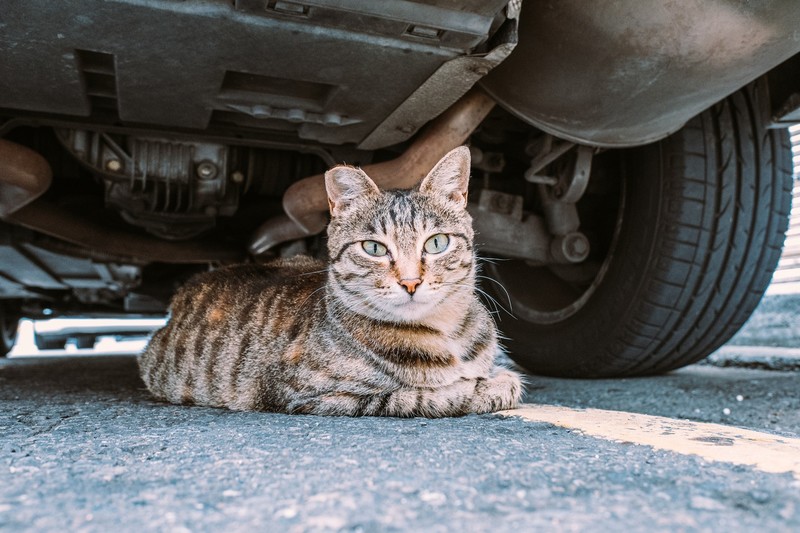 car, vehicle, cats, animals, pet