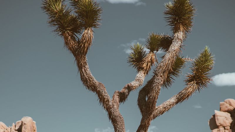 tree, prickly, plant, savanna, wildlife, 4k