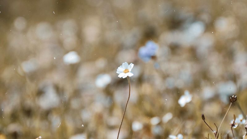 chamomile, flower, macro, bloom, blur, 4k