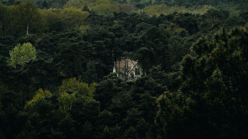 forest, house, lonely, aerial view, trees, nature, 4k