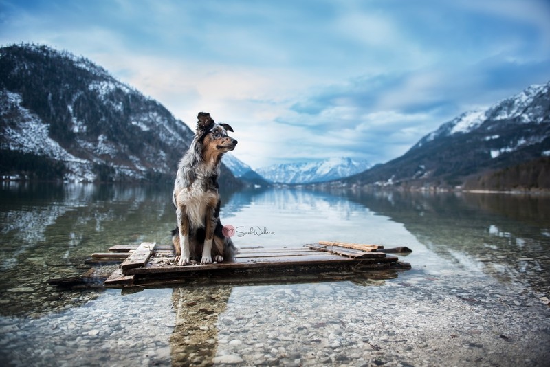 nature, lake, dog, animals