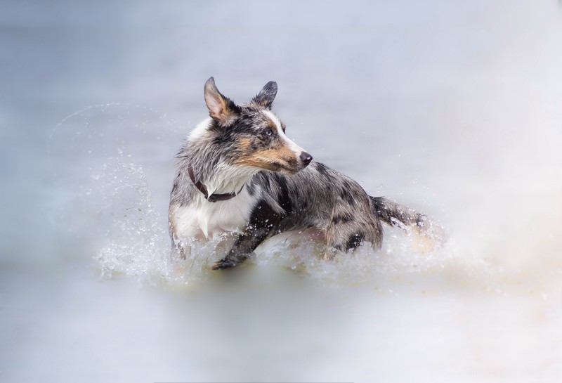 animals, dog, wolf