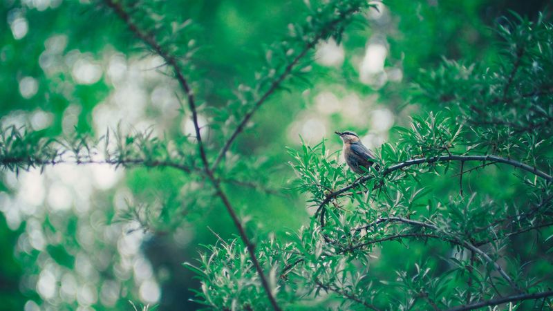 bird, branch, leaves, blur, bokeh, 4k