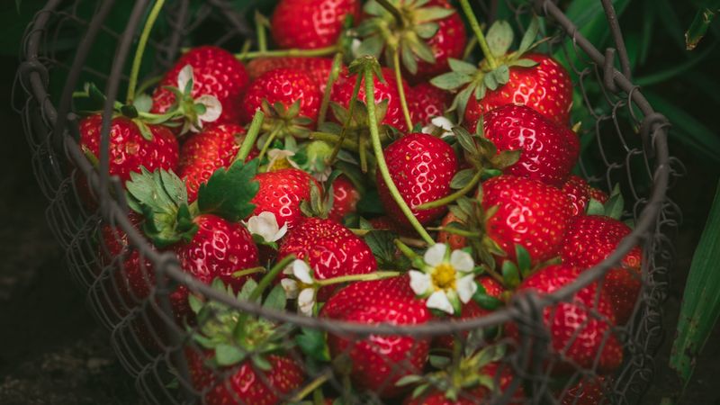 strawberry, berries, basket, red, fresh, ripe, 4k