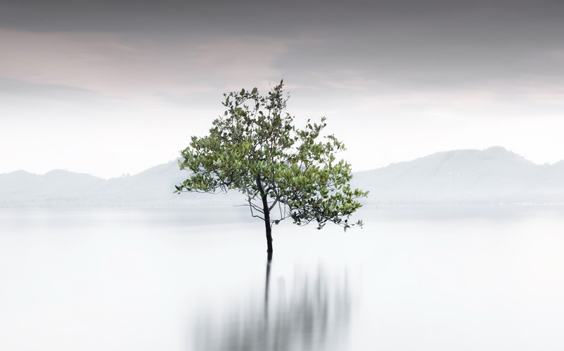 trees, landscape, nature, water, lake, mist