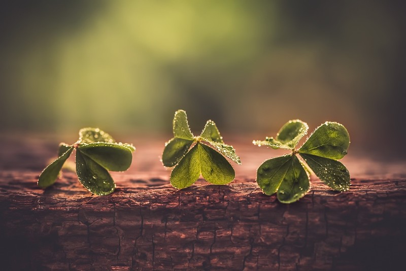 plants, clovers, wood, leaves, blurred