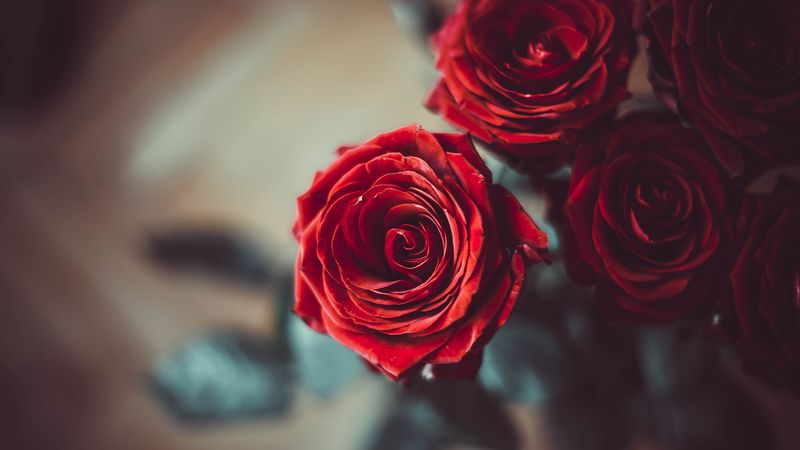 rose, bud, red, flower, petals, blur, 4k