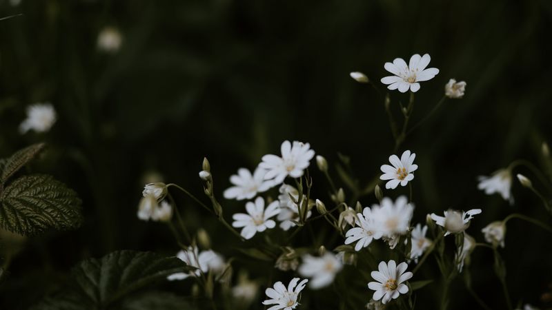 chickweeds, flowers, flowering, glade, 4k