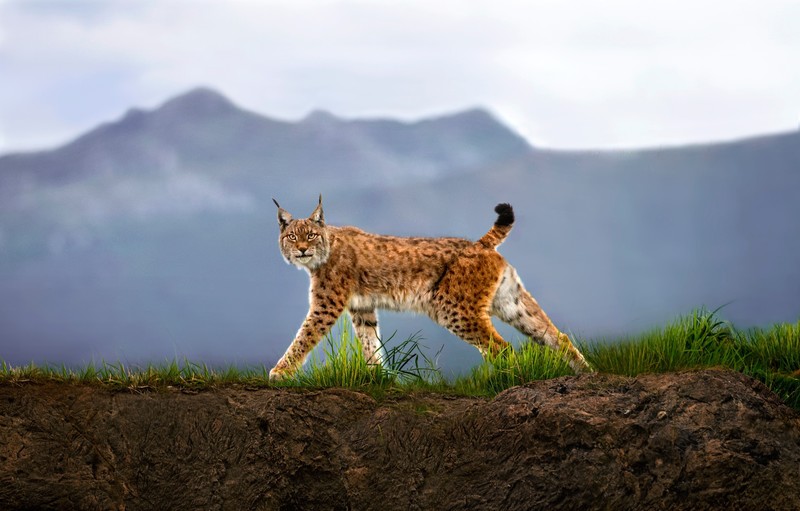 animals, lynx, big cats, nature, wildlife