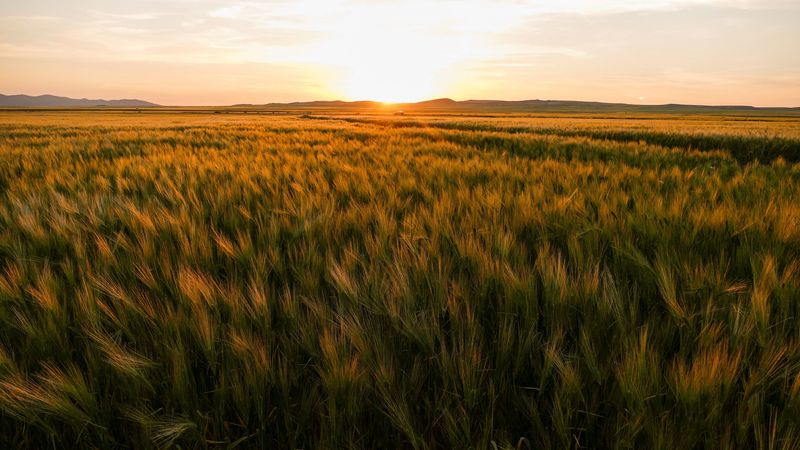 field, ears of corn, sunset, horizon, 4k
