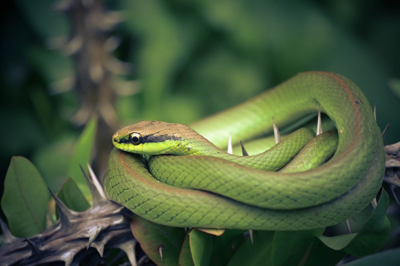 plants, thorns, green, reptiles, animals, snake, depth of field