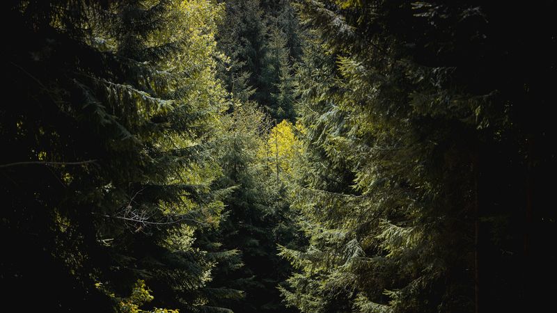 forest, trees, foliage, branches, 4k