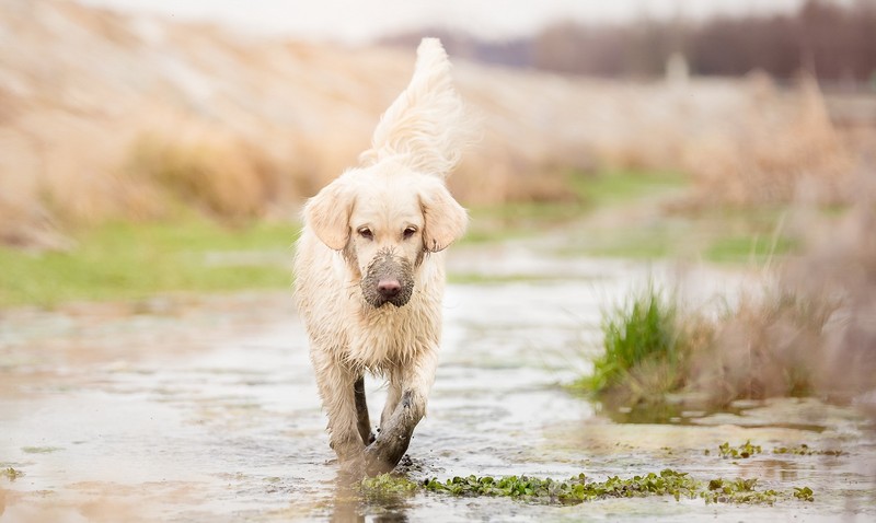 mud, dirt, animals, dog