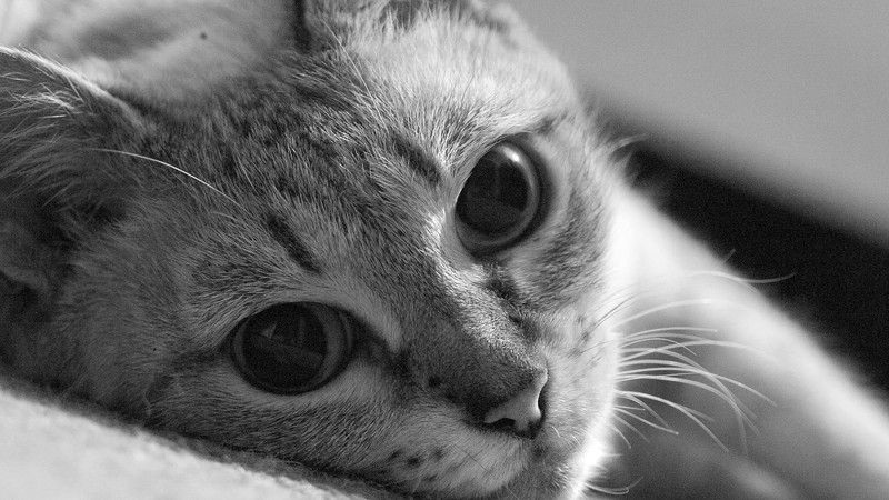 cats, monochrome, animals, feline