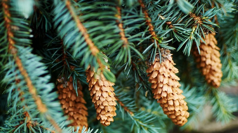 trees, nature, green, plants, wood, branch, pine cones