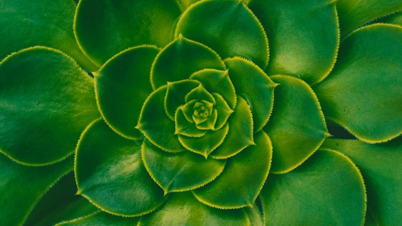 plant, succulent, green, leaves, symmetry, 4k