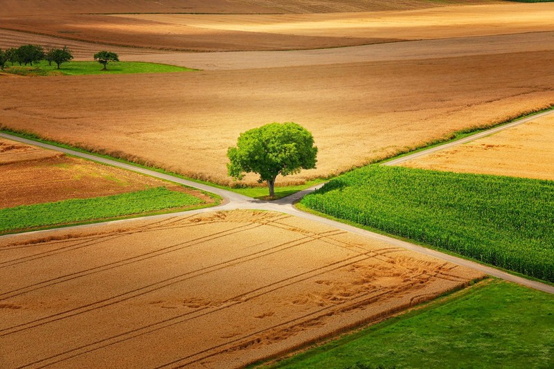 field, landscape, trees