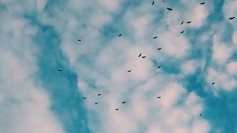 birds, flock, sky, clouds, 4k