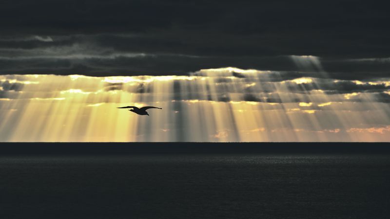 bird, sea, twilight, sky, clouds, sunlight, 4k
