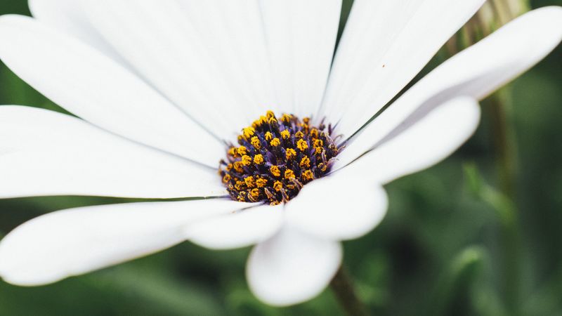 flower, white, closeup, bloom, macro, 4k