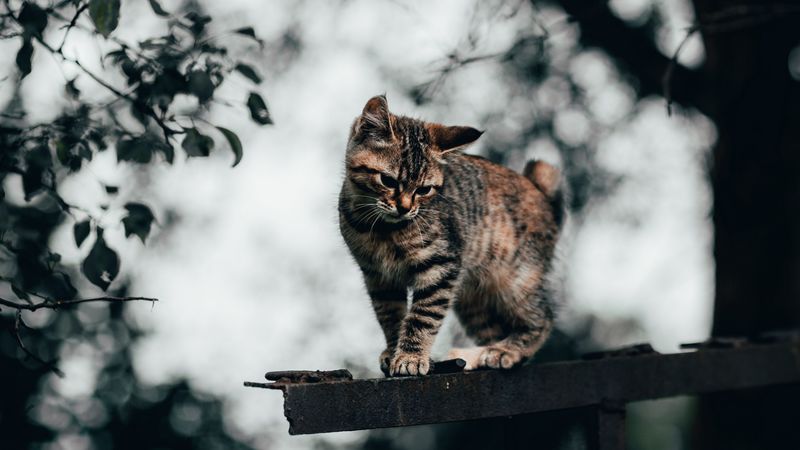 cat, kitten, funny, cute, 4k