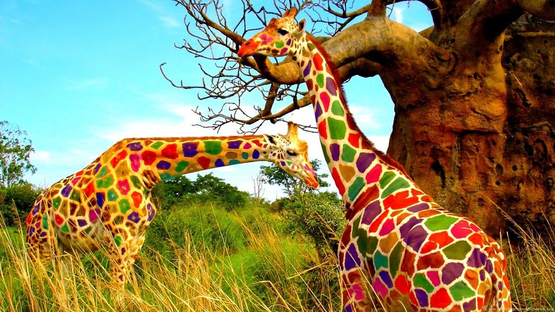 nature, animals, landscape, giraffes, trees, colorful, grass, humor, photo manipulation