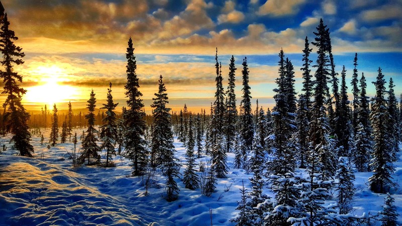 landscape, sunset, winter, sky, sunlight, trees