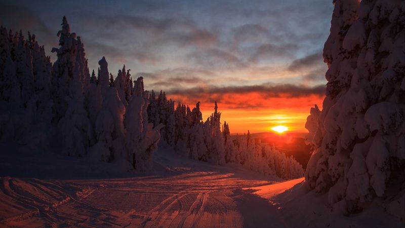 forest, sunset, winter, landscape, slope, snowy, 4k