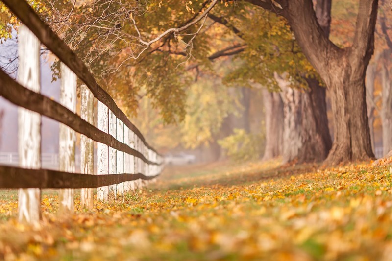 trees, fence, fall, fallen leaves