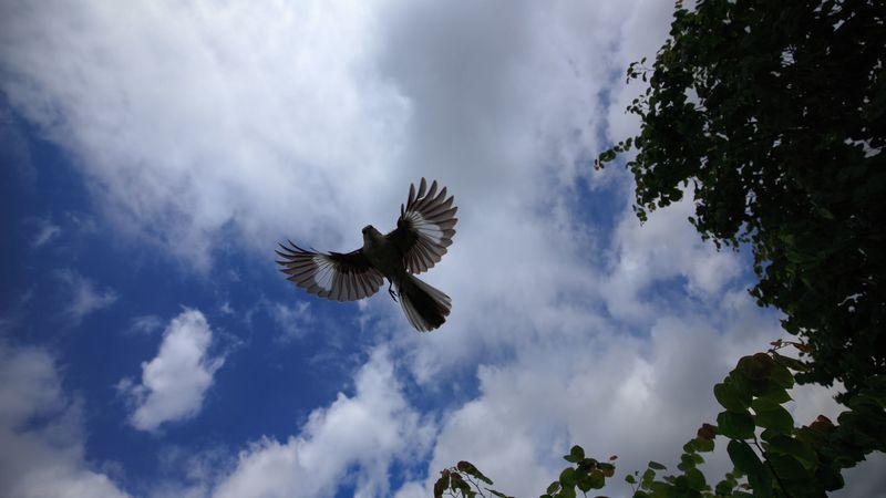 mockingbird, bird, wings, flight, sky, 4k