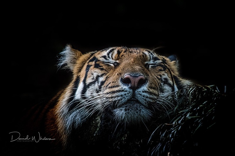 tiger, animals, black background, closed eyes, big cats