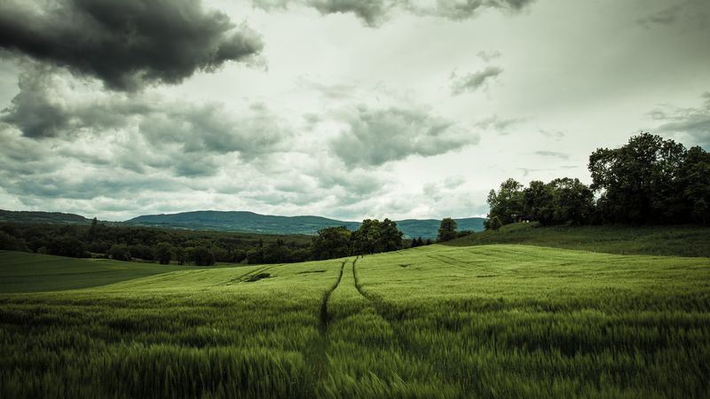 field, rye, landscape, hills, relief, trees, agriculture, 4k
