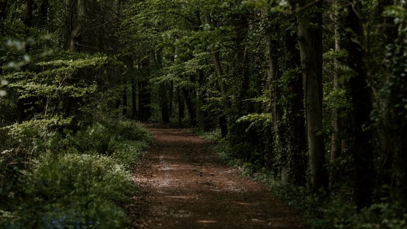 forest, trees, trail, turn, vegetation, 4k