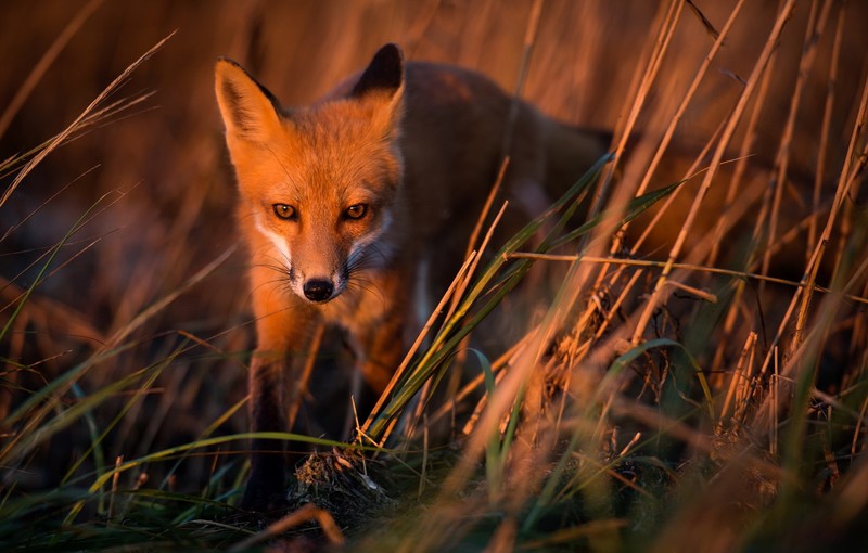 nature, fox, animals