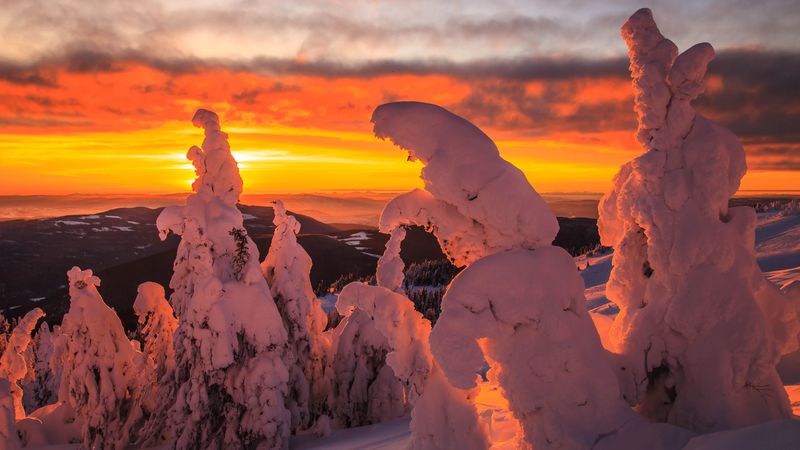 trees, snow, sunset, winter, landscape, snowy, 4k