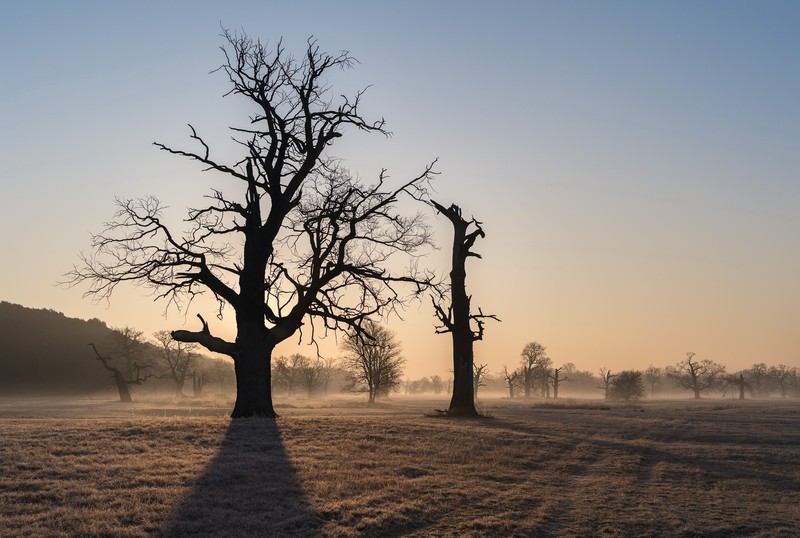 nature, trees, landscape, dead trees, morning, mist, clear sky